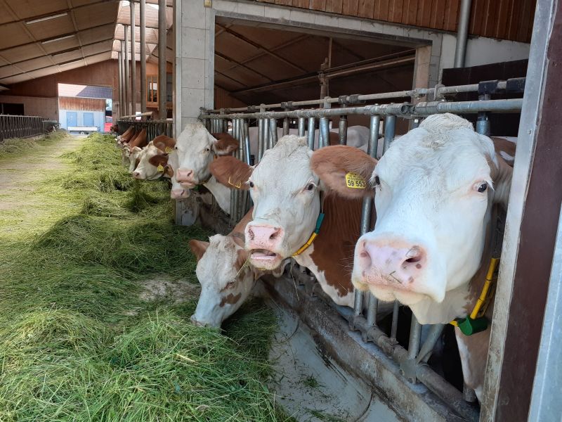 Kühe im Stall Bauernhofführung