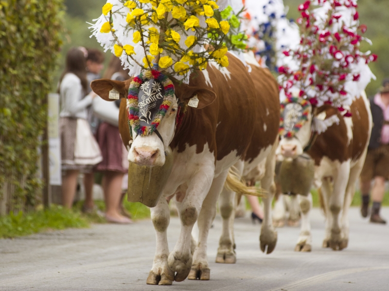 Mit Blumen geschmückte Kuh