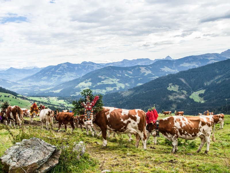 Geschmückte Kühe kehren beim Almabtrieb am Ende des Sommers ins Tal zurück