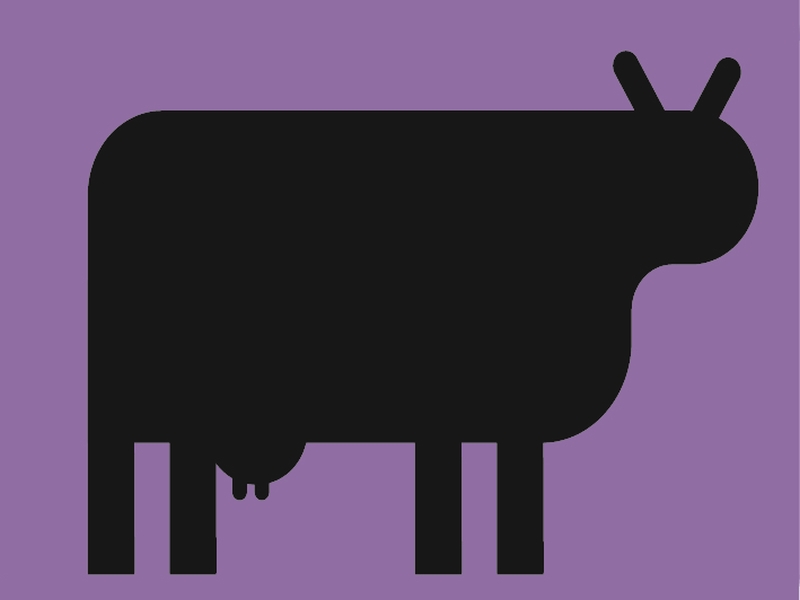 Schwarze Kuh auf lila Hintergrund